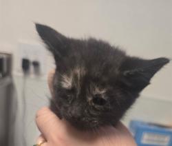 Shelter Stray Female Cat last seen MORNING DR BAKERSFIELD, 201 S Mt Vernon Ave, Bakersfield, CA 93307, USA