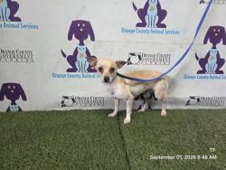 Shelter Stray Male Dog last seen , 2769 Conroy Rd, Orlando, FL 32839, USA