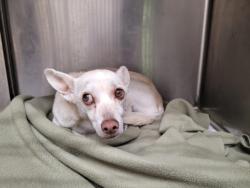 Shelter Stray Female Dog last seen , 3201 Lacy St, Los Angeles, CA 90031, USA