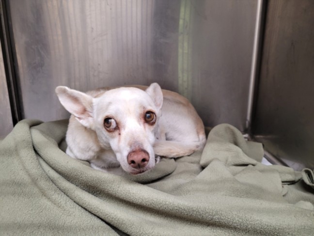 Shelter Stray Female Dog last seen , 3201 Lacy St, Los Angeles, CA 90031, USA