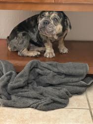 Found/Stray Female Dog last seen Plantation Creek Dr Porter TX 77365, Porter, TX 77365