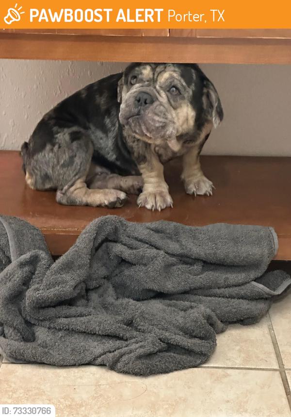 Found/Stray Female Dog last seen Plantation Creek Dr Porter TX 77365, Porter, TX 77365