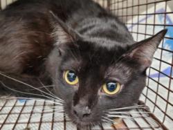 Shelter Stray Male Cat last seen , 3201 Lacy St, Los Angeles, CA 90031, USA