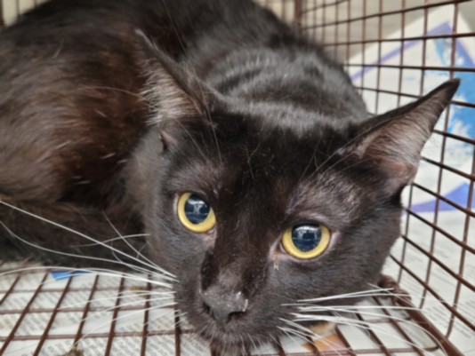 Shelter Stray Male Cat last seen , 3201 Lacy St, Los Angeles, CA 90031, USA