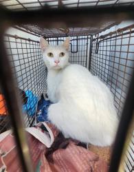 Shelter Stray Female Cat last seen Near BLOCK BEXAR, 4710 TX-151, San Antonio, TX 78227, USA