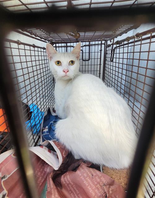 Shelter Stray Female Cat last seen Near BLOCK BEXAR, 4710 TX-151, San Antonio, TX 78227, USA