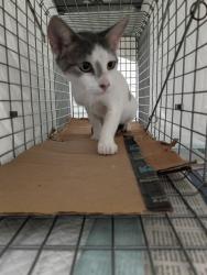 Shelter Stray Unknown Cat last seen Near BLOCK E HARMONY LAKES CIR, DAVIE FL 33324, 2400 SW 42nd St, Fort Lauderdale, FL 33312, USA
