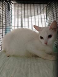 Shelter Stray Unknown Cat last seen Near BLOCK SW 73 TER, DAVIE FL 33317, 2400 SW 42nd St, Fort Lauderdale, FL 33312, USA