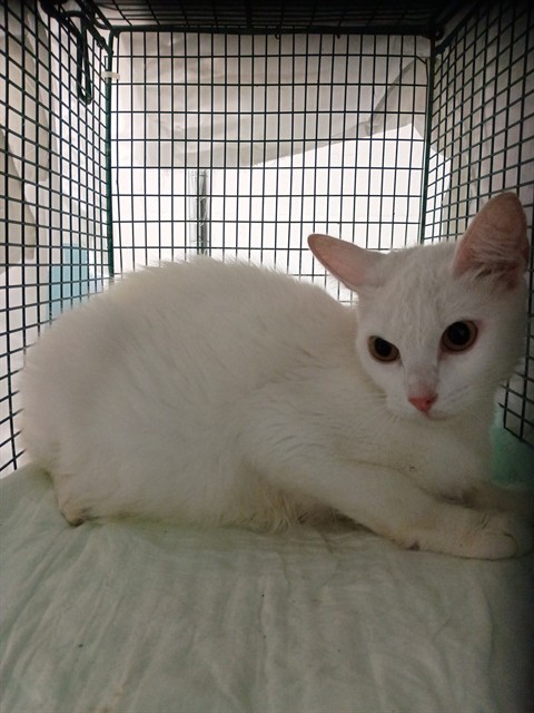 Shelter Stray Unknown Cat last seen Near BLOCK SW 73 TER, DAVIE FL 33317, 2400 SW 42nd St, Fort Lauderdale, FL 33312, USA