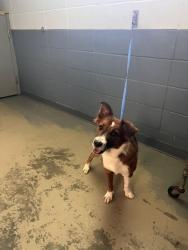 Shelter Stray Female Dog last seen Near BLOCK EASTERWOOD DR, TALLAHASSEE FL 32311, 1125 Easterwood Dr, Tallahassee, FL 32311, USA