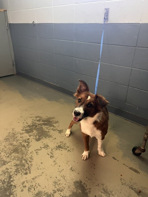 Shelter Stray Female Dog last seen Near BLOCK EASTERWOOD DR, TALLAHASSEE FL 32311, 1125 Easterwood Dr, Tallahassee, FL 32311, USA