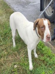 Shelter Stray Female Dog last seen Near BLOCK KILBOURNE AVE, DETROIT, MI 48213, 7401 Chrysler Dr, Detroit, MI 48211, USA