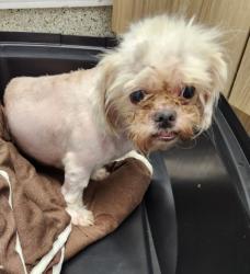 Shelter Stray Female Dog last seen Near BLOCK JAMES COUZENS FWY, DETROIT MI 48235, 7401 Chrysler Dr, Detroit, MI 48211, USA