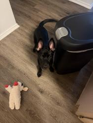 Lost Female Dog last seen Have her with me, Austin, TX 78727