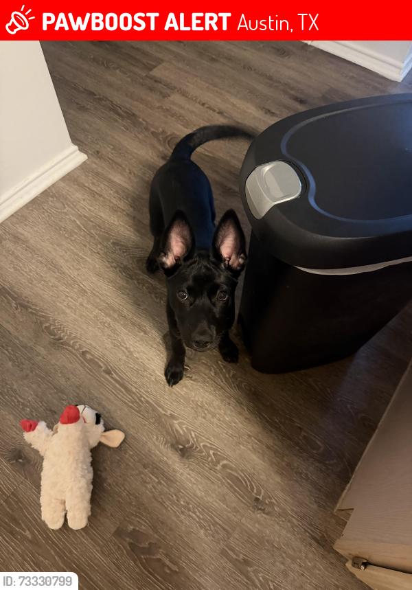 Lost Female Dog last seen Have her with me, Austin, TX 78727