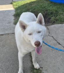 Shelter Stray Female Dog last seen Near BLOCK NAVY ST, DETROIT, MI 48209, 7401 Chrysler Dr, Detroit, MI 48211, USA