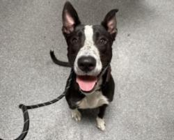 Shelter Stray Male Dog last seen , 3201 Lacy St, Los Angeles, CA 90031, USA