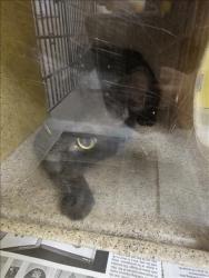 Shelter Stray Unknown Cat last seen , 3201 Lacy St, Los Angeles, CA 90031, USA