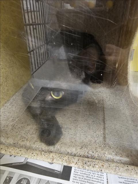 Shelter Stray Unknown Cat last seen , 3201 Lacy St, Los Angeles, CA 90031, USA
