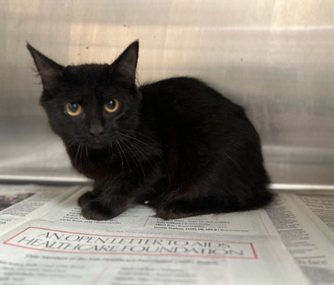 Shelter Stray Female Cat last seen , 3201 Lacy St, Los Angeles, CA 90031, USA