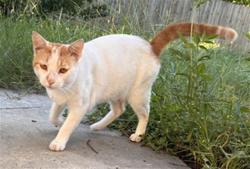 Shelter Stray Male Cat last seen CYMBID DR & JASMINE BLVD, 19640 Dogpatch Ln, Land O' Lakes, FL 34638, USA