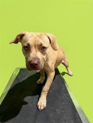 Shelter Stray Male Dog last seen Near BLOCK N CHAFFEE RD, 2020 Forest St, Jacksonville, FL 32204, USA
