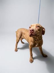 Shelter Stray Female Dog last seen Near BLOCK N CHAFFEE RD, 2020 Forest St, Jacksonville, FL 32204, USA