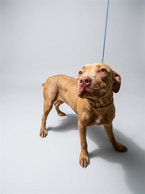 Shelter Stray Female Dog last seen Near BLOCK N CHAFFEE RD, 2020 Forest St, Jacksonville, FL 32204, USA
