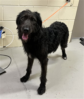 Shelter Stray Female Dog last seen CHULUOTA RD/7TH ST, 232 Eslinger Way, Sanford, FL 32773, USA