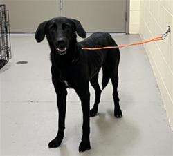 Shelter Stray Male Dog last seen CHULUOTA RD/7TH ST, 232 Eslinger Way, Sanford, FL 32773, USA