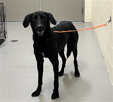 Shelter Stray Male Dog last seen CHULUOTA RD/7TH ST, 232 Eslinger Way, Sanford, FL 32773, USA