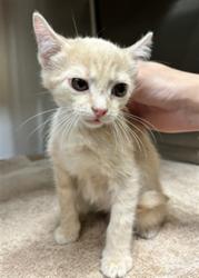 Shelter Stray Female Cat last seen WALMART ON 17-92 IN SANFORD, 232 Eslinger Way, Sanford, FL 32773, USA