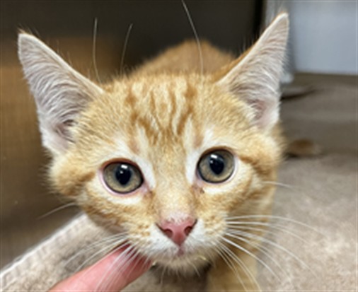 Shelter Stray Male Cat last seen WALMART ON 17-92 IN SANFORD, 232 Eslinger Way, Sanford, FL 32773, USA