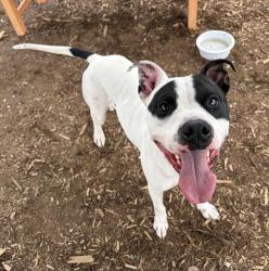 Shelter Stray Male Dog last seen E TENNESEE PL & D FULTONDALE CT AURORA CO 80018, 1241 W Bayaud Ave, Denver, CO 80223, USA