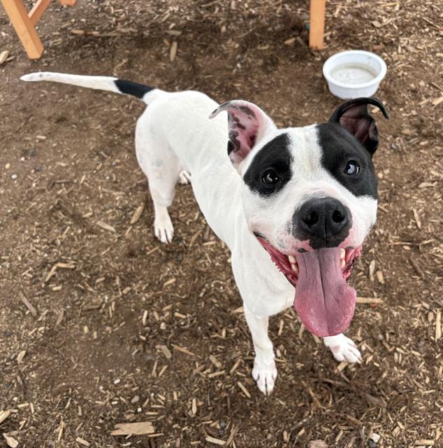 Shelter Stray Male Dog last seen E TENNESEE PL & D FULTONDALE CT AURORA CO 80018, 1241 W Bayaud Ave, Denver, CO 80223, USA