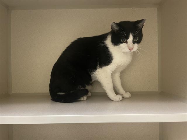 Shelter Stray Unknown Cat last seen W FLORIDA AVE & S XAVIER ST DENVER 80219, 1241 W Bayaud Ave, Denver, CO 80223, USA