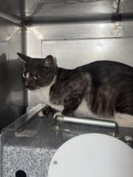 Shelter Stray Female Cat last seen , West Valley Animal Shelter, 20655 Plummer St, Chatsworth, CA 91311, USA