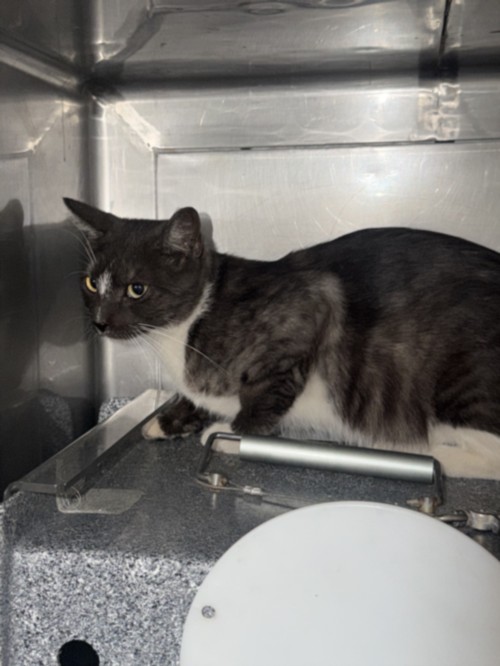Shelter Stray Female Cat last seen , West Valley Animal Shelter, 20655 Plummer St, Chatsworth, CA 91311, USA