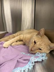 Shelter Stray Male Cat last seen Near, 2600 S Harding St, Indianapolis, IN 46221, USA