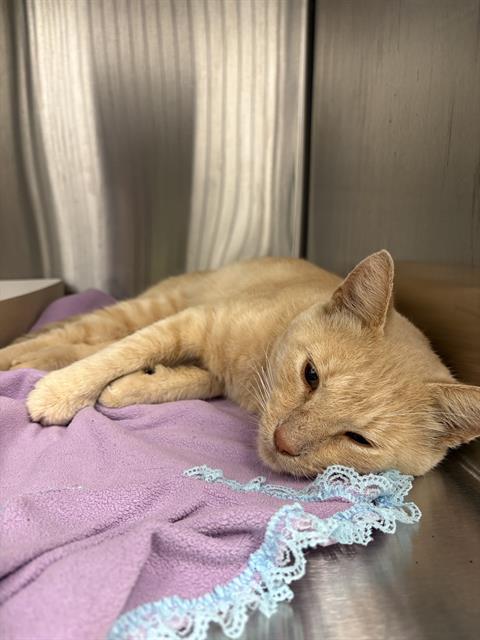 Shelter Stray Male Cat last seen Near, 2600 S Harding St, Indianapolis, IN 46221, USA