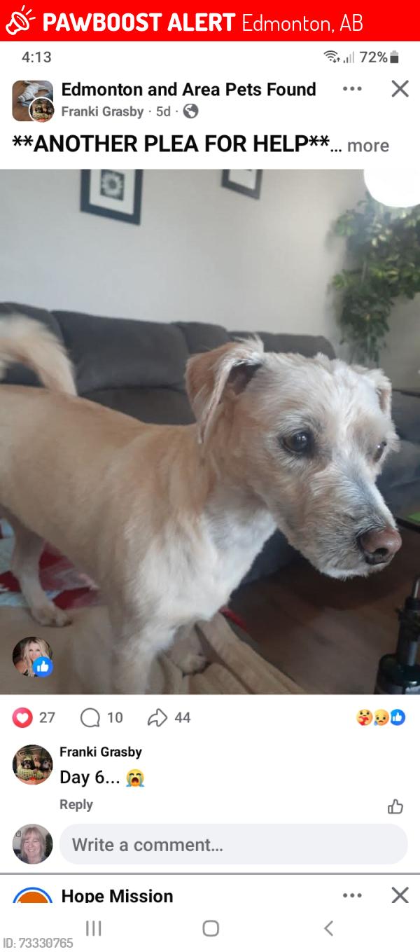 Lost Male Dog last seen 82ave 78st, Edmonton, AB 