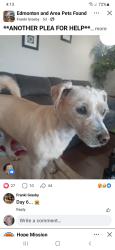 Lost Male Dog last seen 82ave 78st, Edmonton, AB 