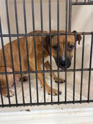 Shelter Stray Female Dog last seen BLUE HAVEN DR NW, 4950 SW Triana Blvd, Huntsville, AL 35805, USA