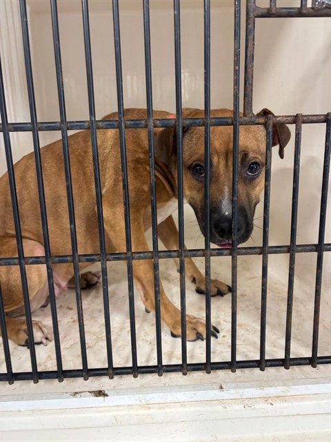 Shelter Stray Female Dog last seen BLUE HAVEN DR NW, 4950 SW Triana Blvd, Huntsville, AL 35805, USA