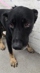 Shelter Stray Male Dog last seen Near BLOCK N TERRACE RD, 333 Chandler Pl, San Bernardino, CA 92408, USA
