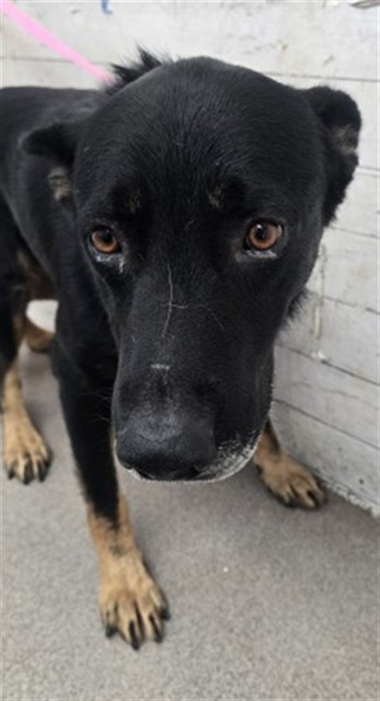 Shelter Stray Male Dog last seen Near BLOCK N TERRACE RD, 333 Chandler Pl, San Bernardino, CA 92408, USA