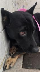 Shelter Stray Male Dog last seen Near BLOCK N TERRACE RD, 333 Chandler Pl, San Bernardino, CA 92408, USA