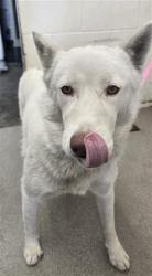 Shelter Stray Female Dog last seen Near BLOCK N TERRACE RD, 333 Chandler Pl, San Bernardino, CA 92408, USA