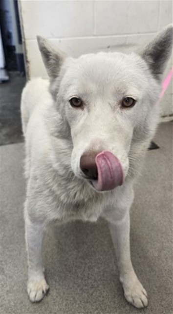 Shelter Stray Female Dog last seen Near BLOCK N TERRACE RD, 333 Chandler Pl, San Bernardino, CA 92408, USA