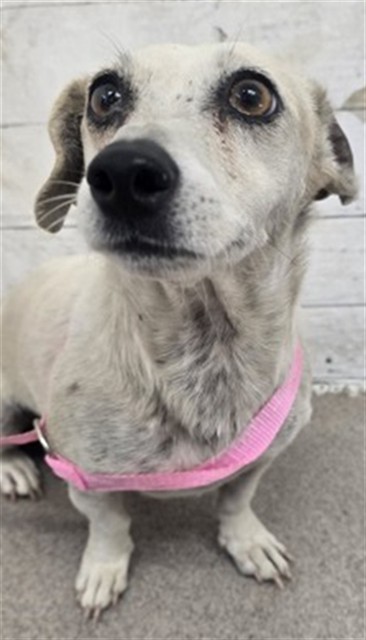 Shelter Stray Female Dog last seen Near BLOCK N TERRACE RD, 333 Chandler Pl, San Bernardino, CA 92408, USA